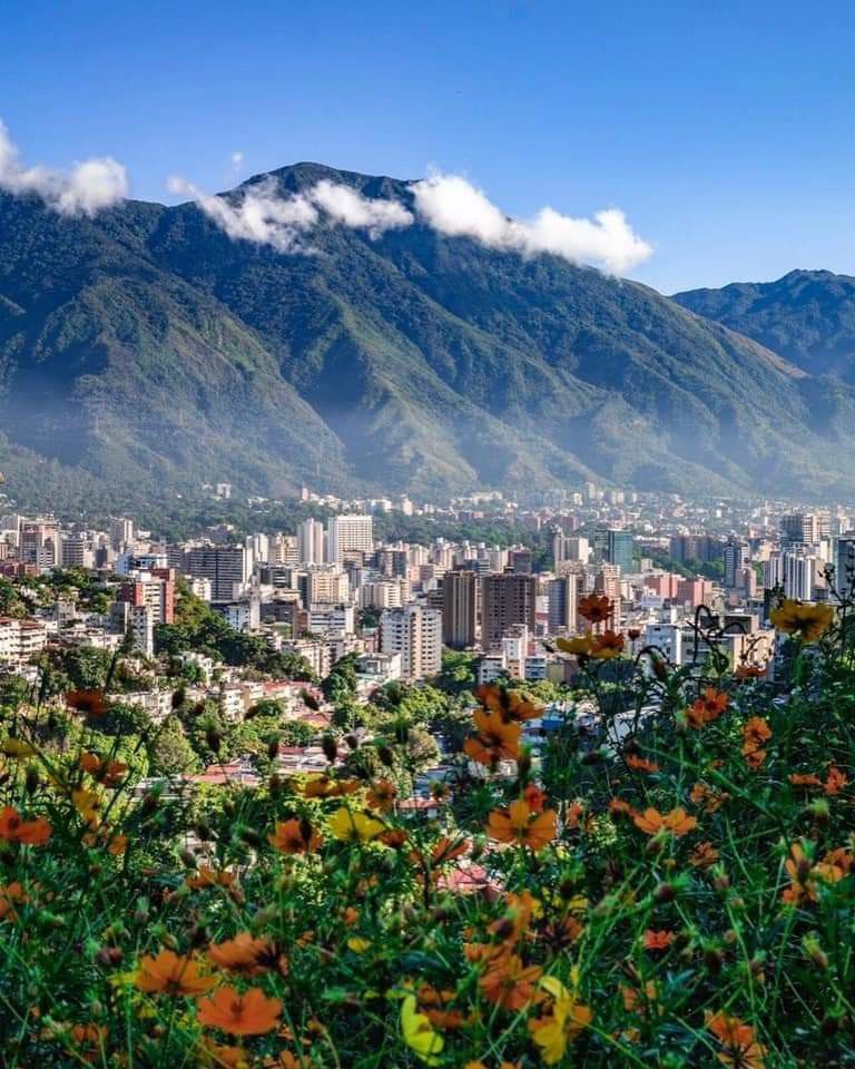 Caracas cityscape with El Avila mountain and wildflowers